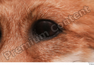 Fox  2 eye 0005.jpg